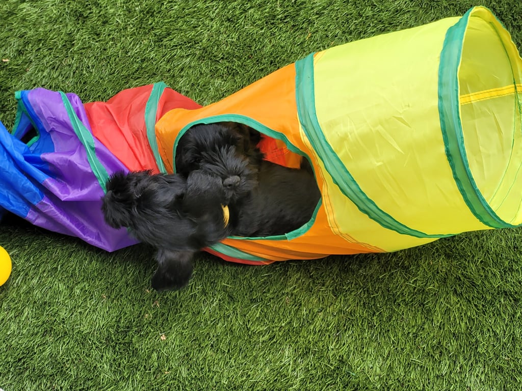 Chiots Schnauzer nain dans un tunnel