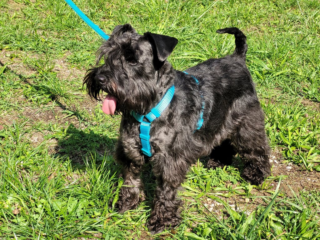 Trudi, élevage se Diamants Noirs d'Also