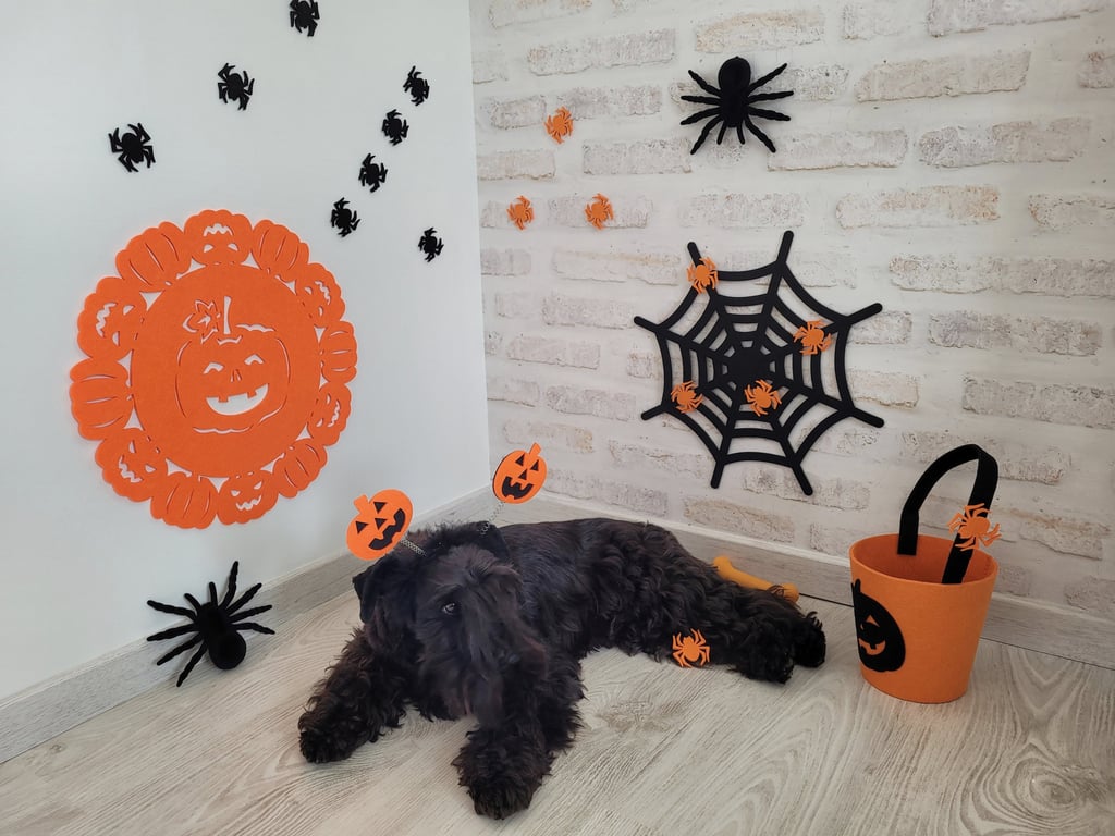 Tara vom Spakenberg , Schnauzer nain