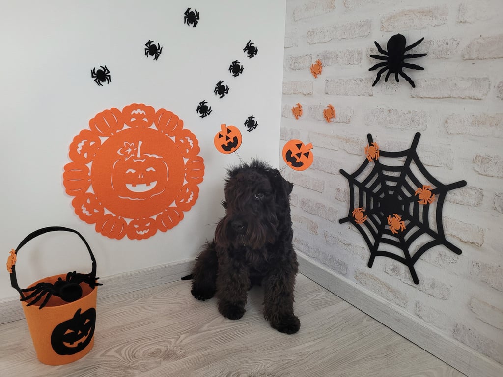 Vintus fête Halloween