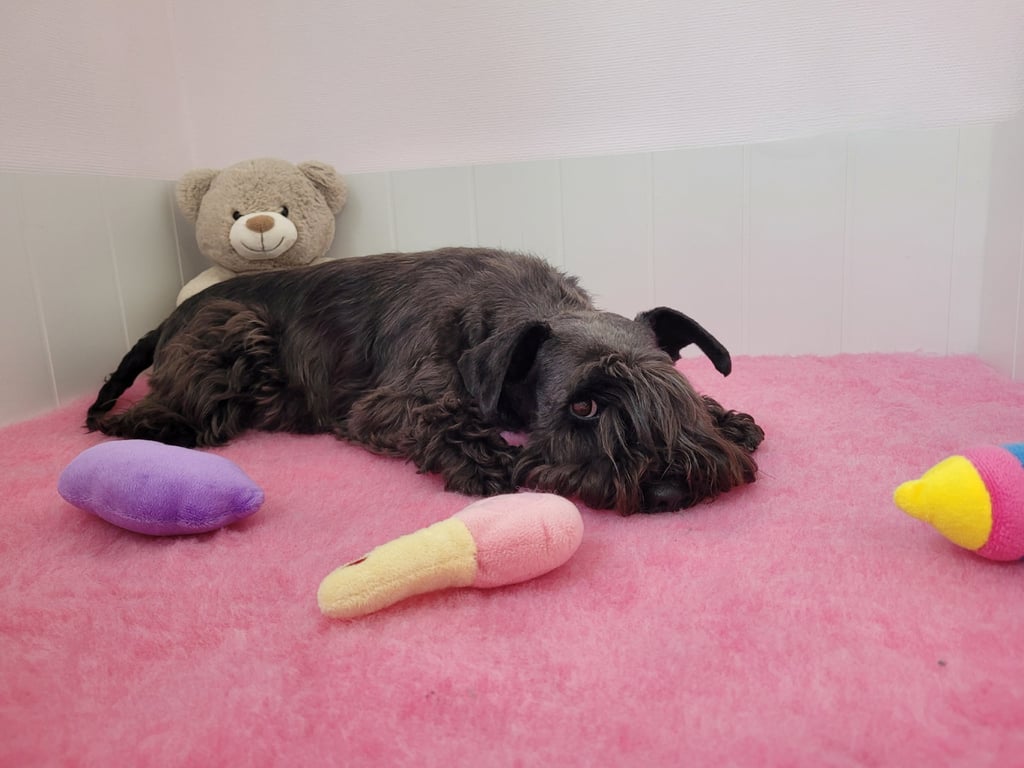 Future maman Schnauzer nain noir