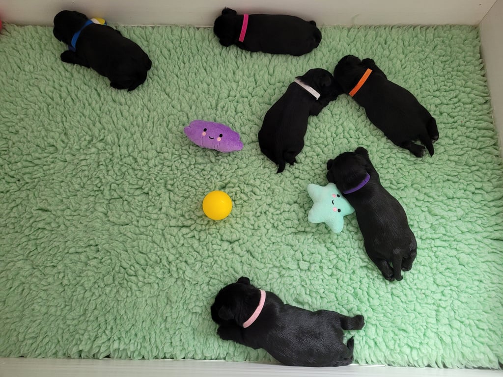 6 Diamants Noirs d'Also