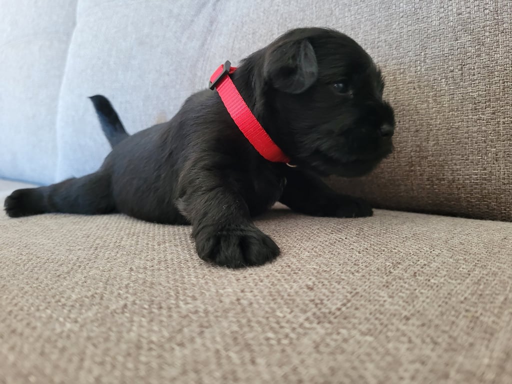 Aïka des Diamants Noirs d'Also