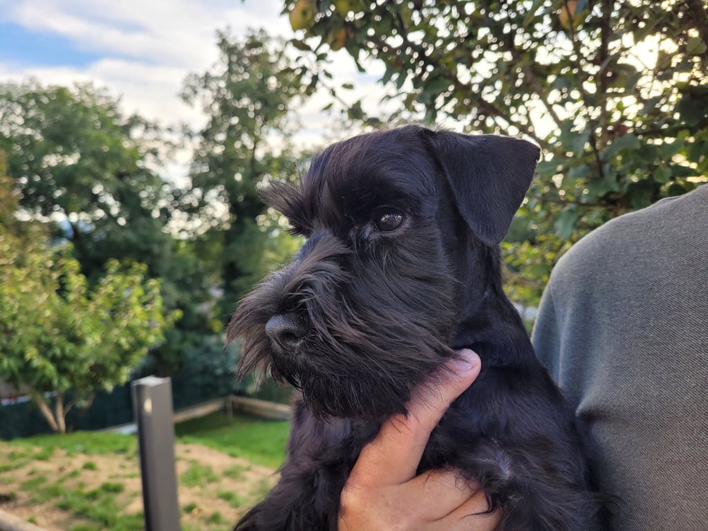 Chiot Schnauzer nain 4 mois