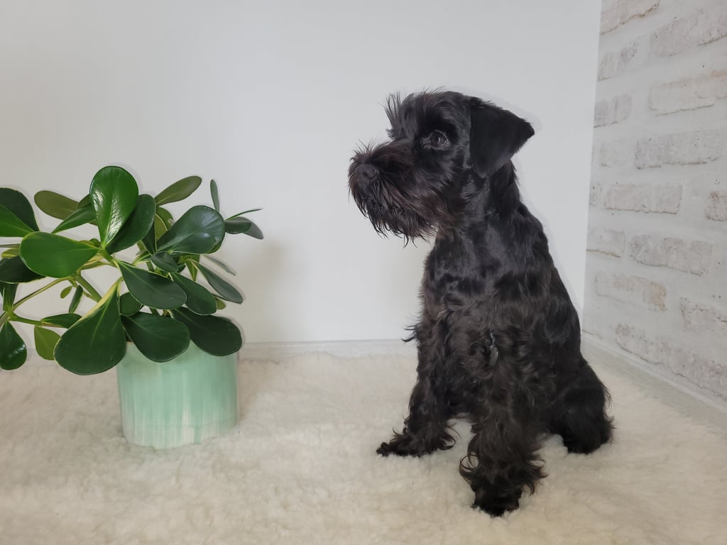 Anouk Des Diamants Noirs d'Also