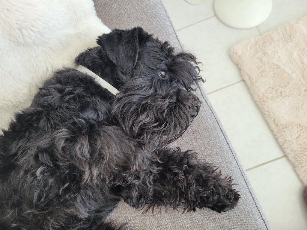 Vintus, étalon élevage des Diamants Noirs d'Also