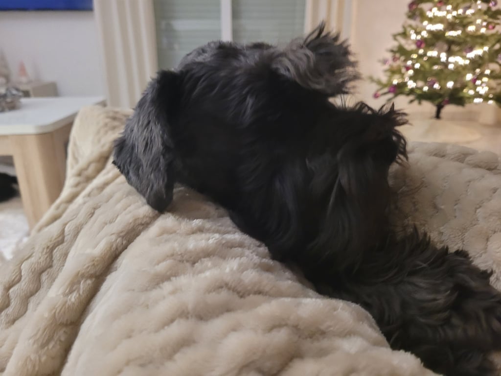 Tessie, Schnauzer nain noir