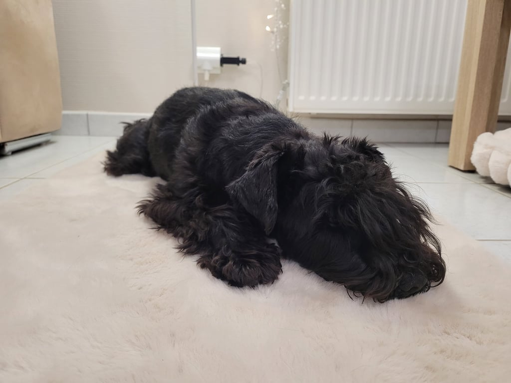 Etalon Schnauzer miniature