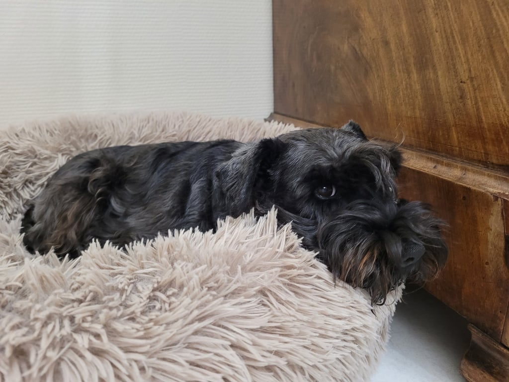 Trudi , élevage des Diamants Noirs d'Also