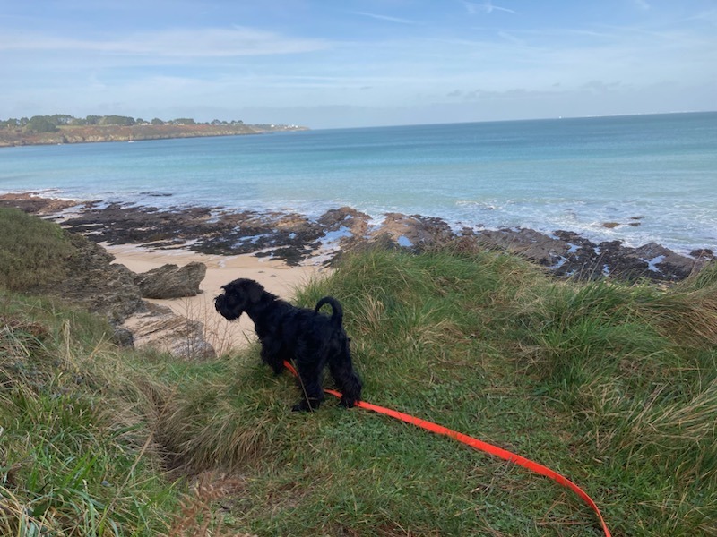 Schnauzer nain noir à belle Ile en Mer