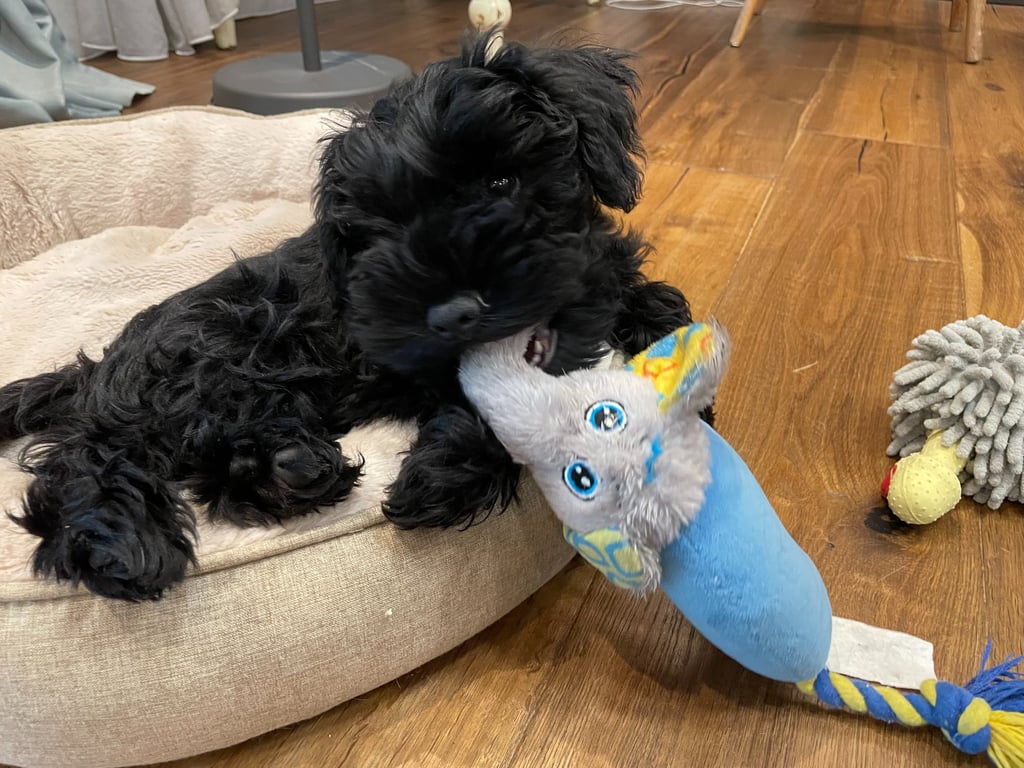 Schnauzer nain noir avec son jouet