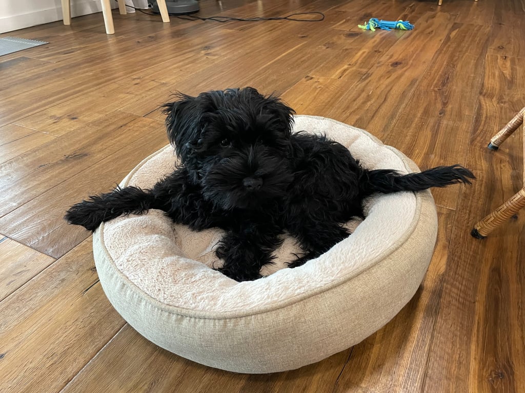 U'Haka des Diamants Noirs d'Also