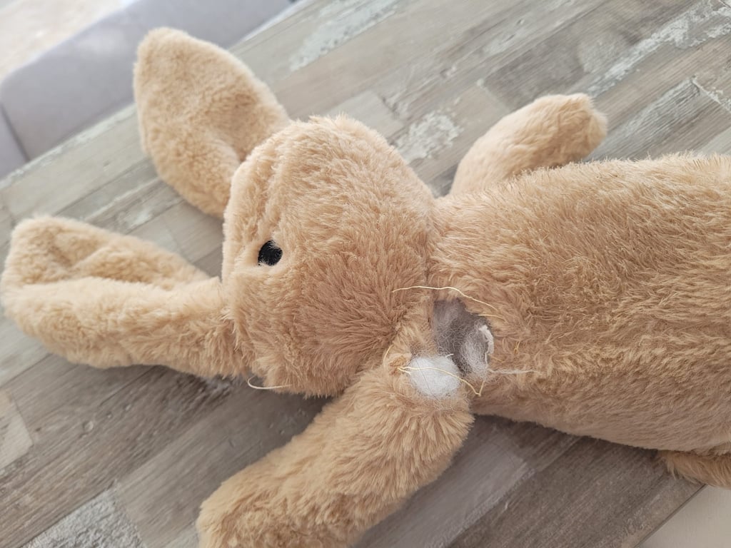 Exploit de nos Schnauzers 