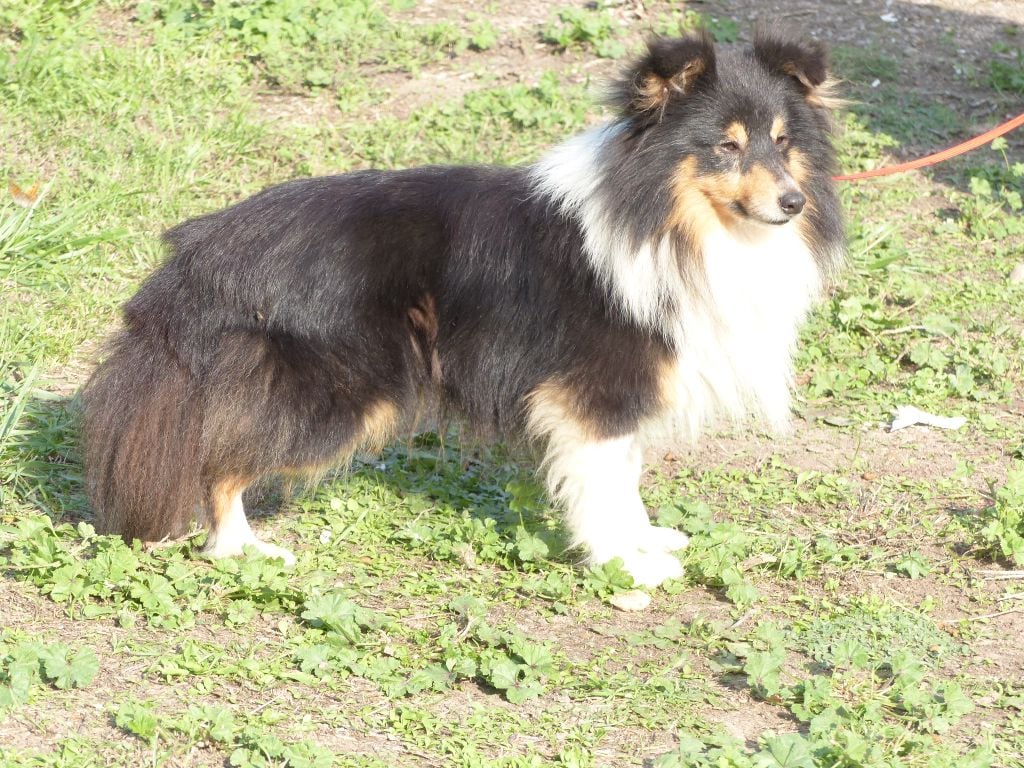 Planes de camada de pastor de las islas de shetland, Shetland Sheepdog