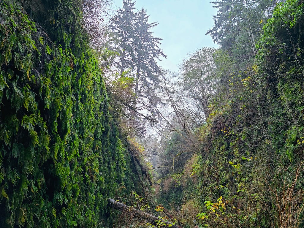 redwood national park, redwoods, fern canyon