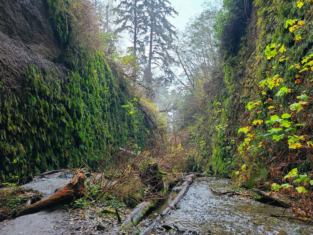 redwood national park, redwoods, fern canyon
