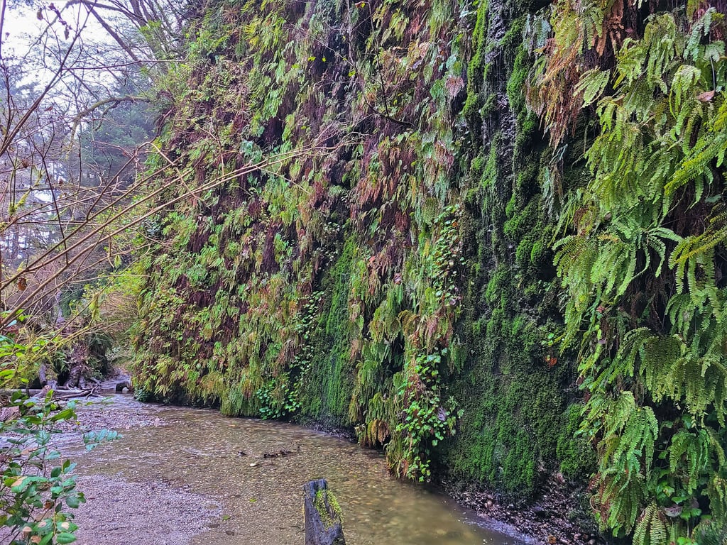 redwood national park, redwoods, fern canyon