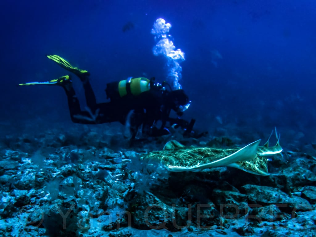 Requin ange - Lanzarote - CANARIES