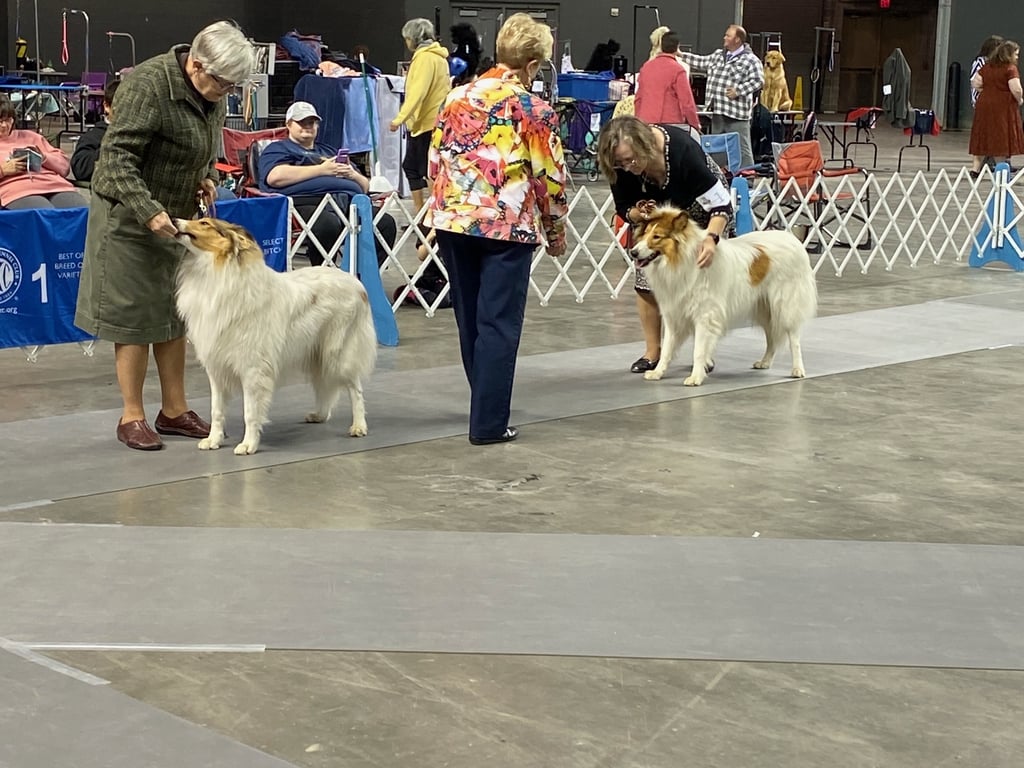 9 to 12 month, White Collie Puppy Dogs, BPUP, Nebraska PVKC