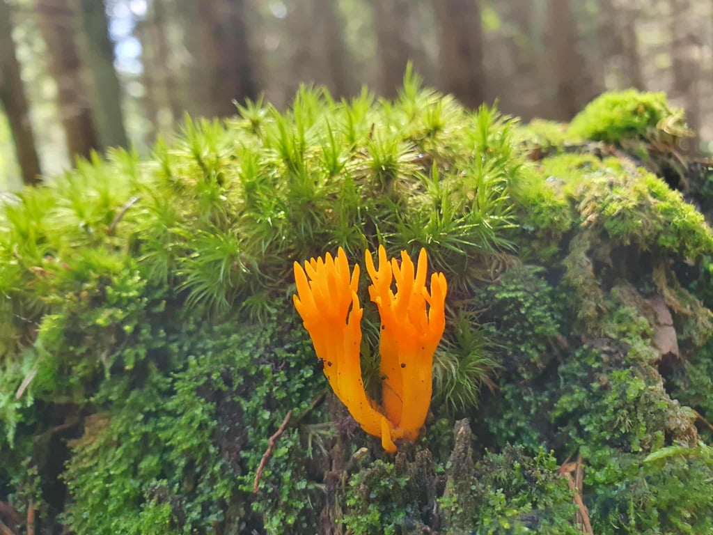 Individualios psichoterapijos konsultacijos