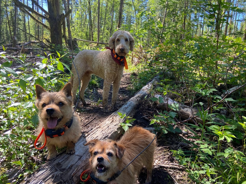 three dogs on a log log in the woods