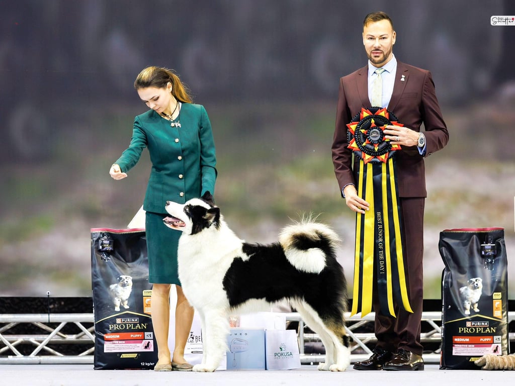 Yakutian laika dog show yakutian laika breeder