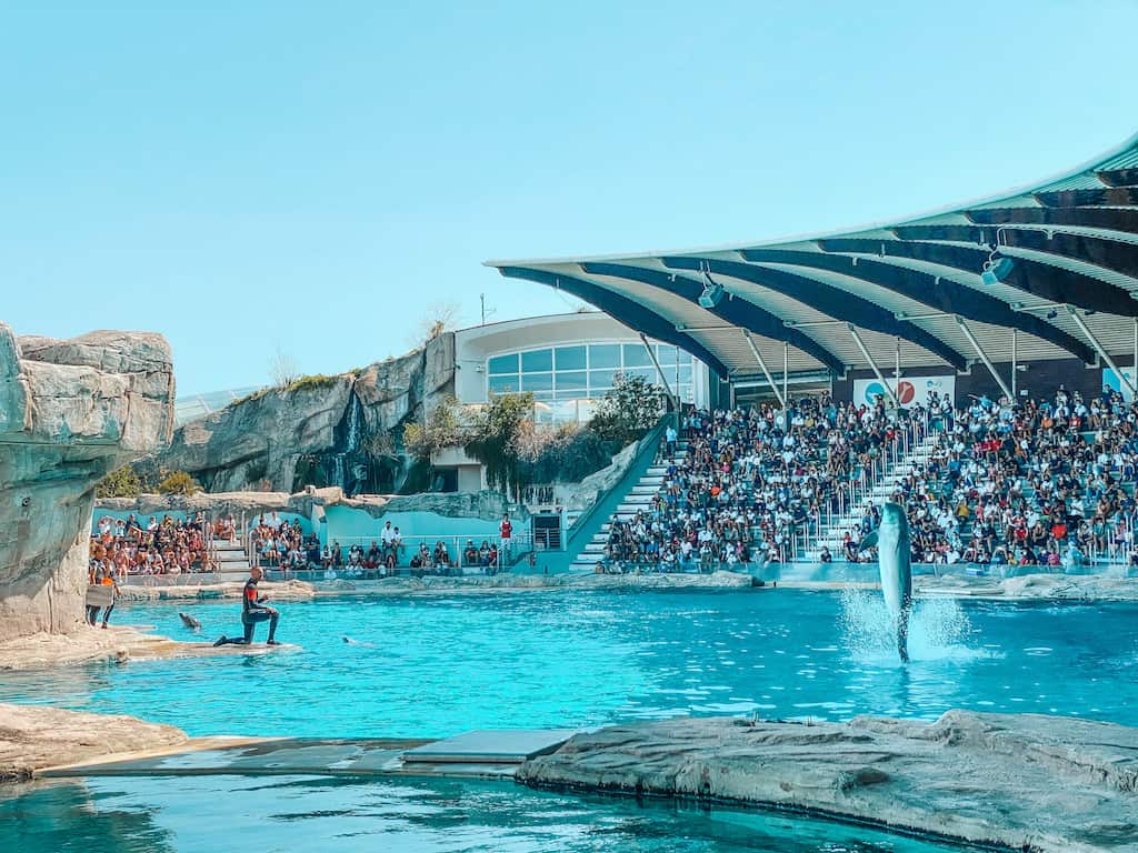 Piscina centrale con i delfini, riccione