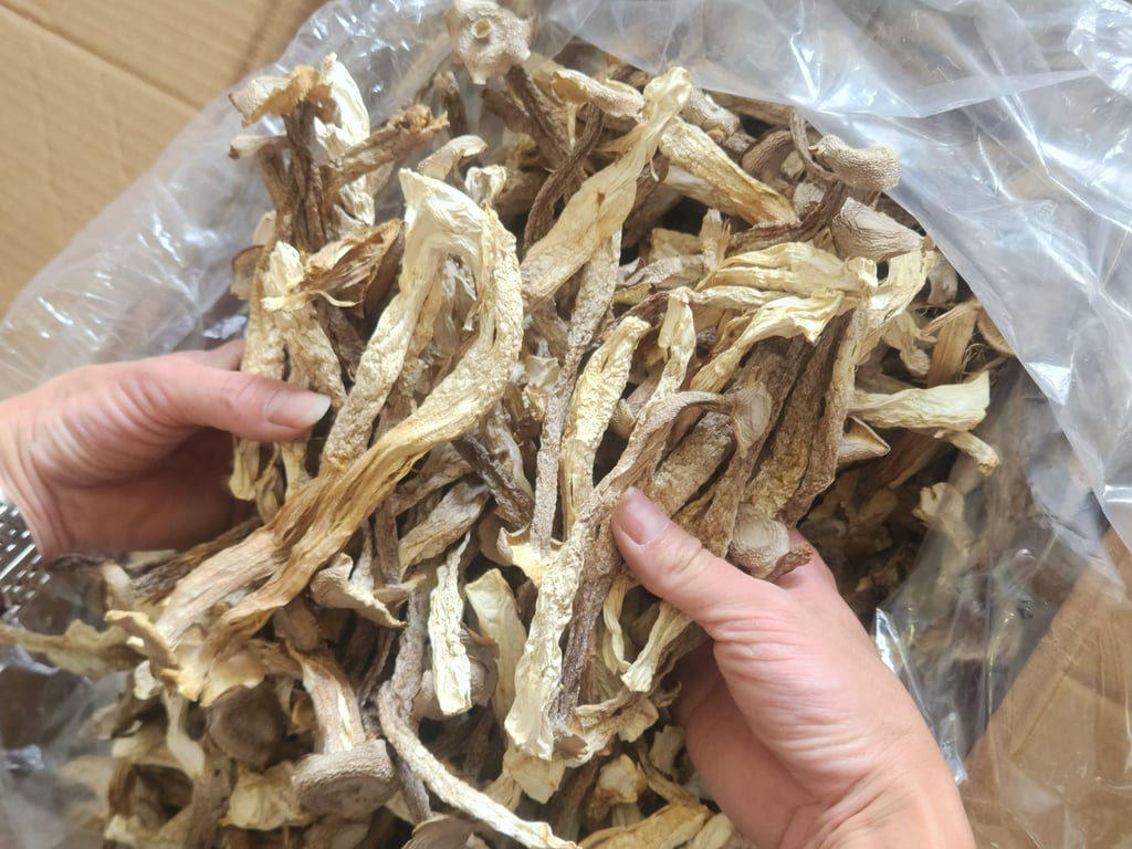 nấm lôc nhung HCM