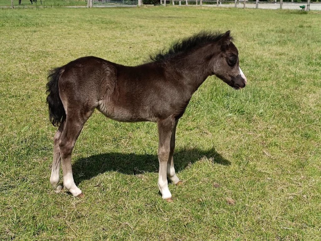 Jupiter x Seren