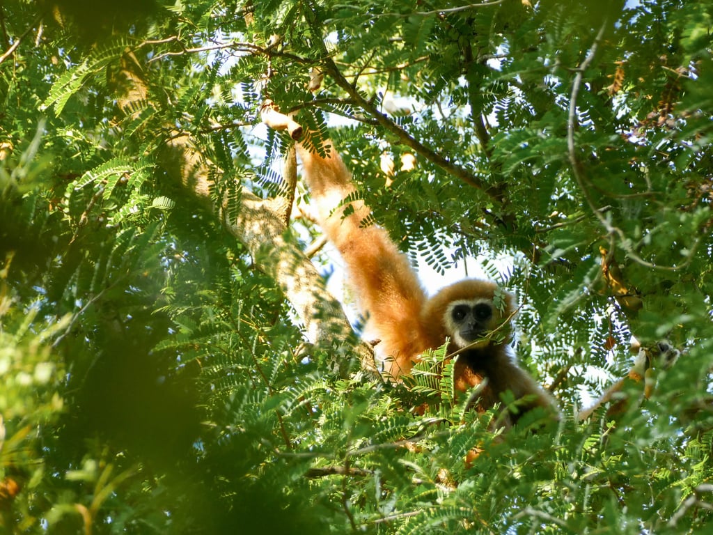 Gibbon, Chumphon