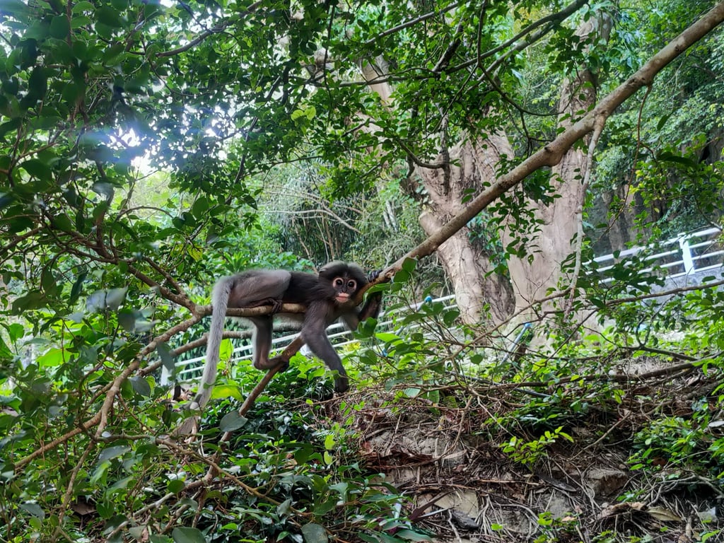 Langur, Singe à lunette, Chumphon