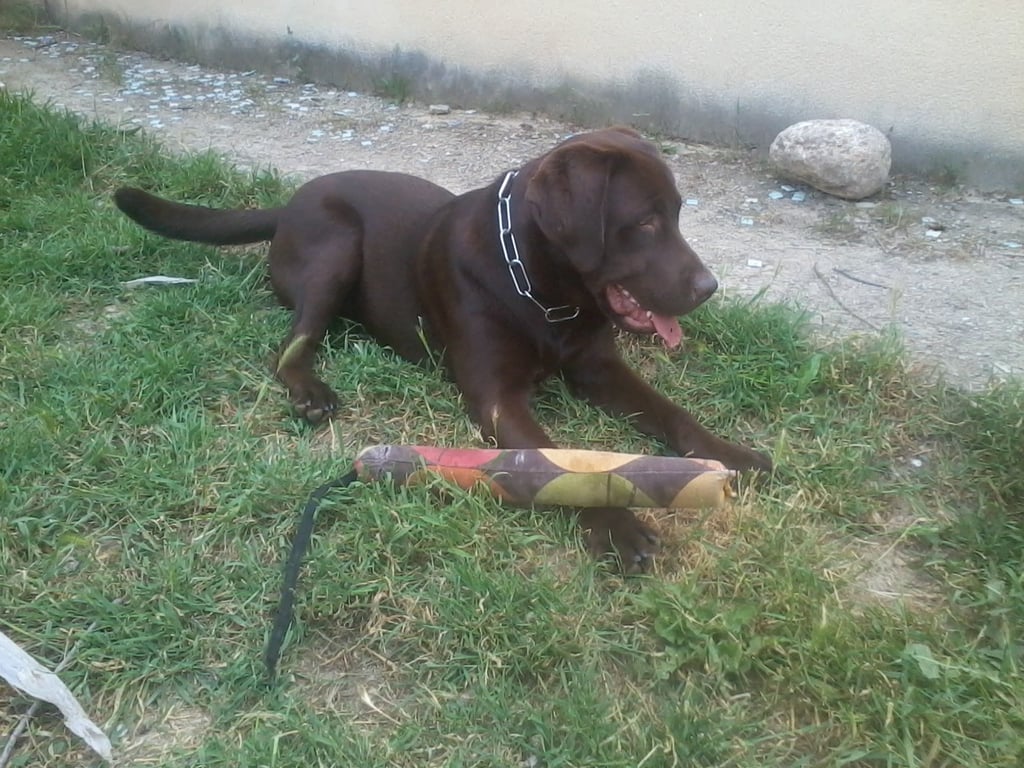 Guardería de día para perros