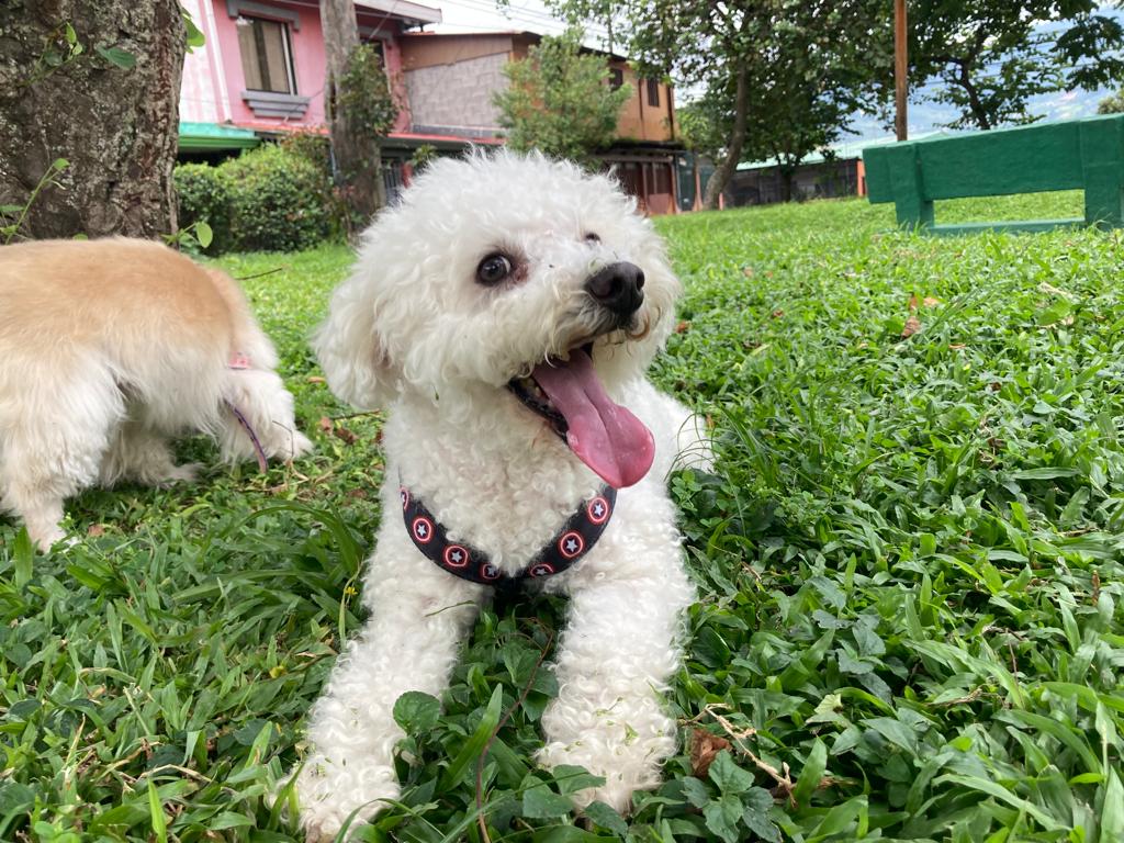 Un perro poodle blanco y feliz con un pelaje rizado acostado sobre el césped verde en un parque