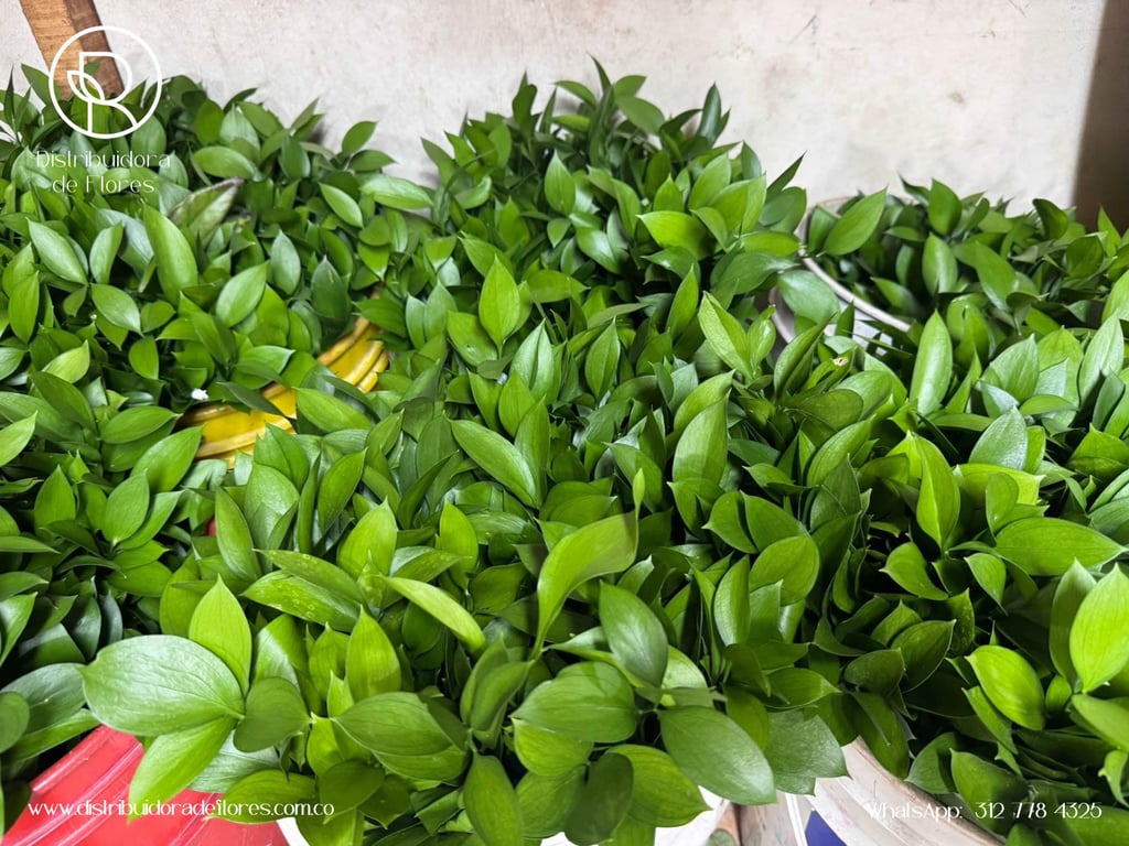 follaje para floristerías