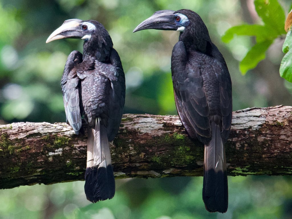 Birds of Sumatra