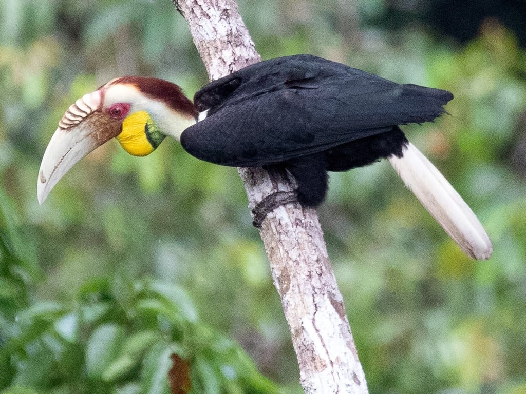 Birds of Sumatra