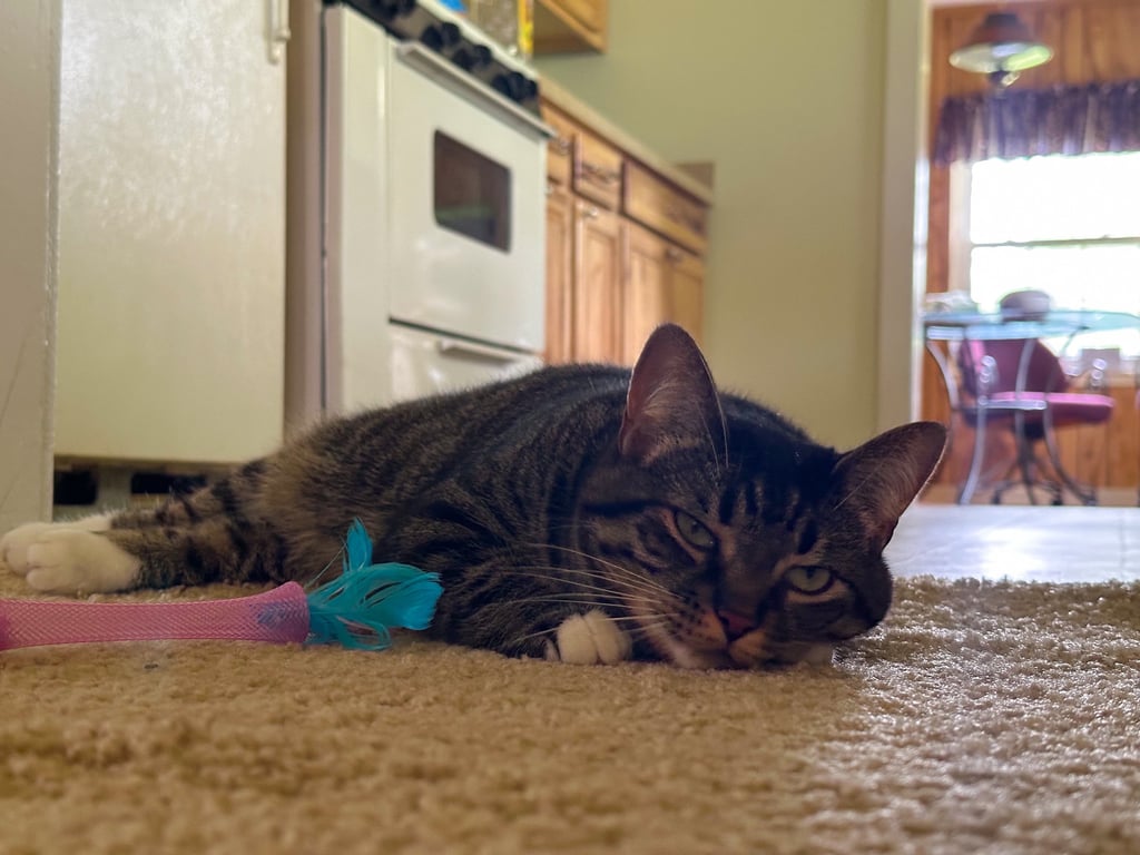Cat Laying on Ground