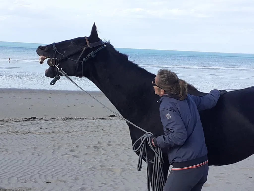 Cheval qui rit sur la plage avec la mer en fond