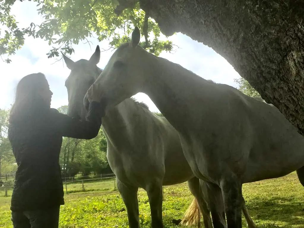 Deux chevaux blancs caressés par une femme sous un arbre