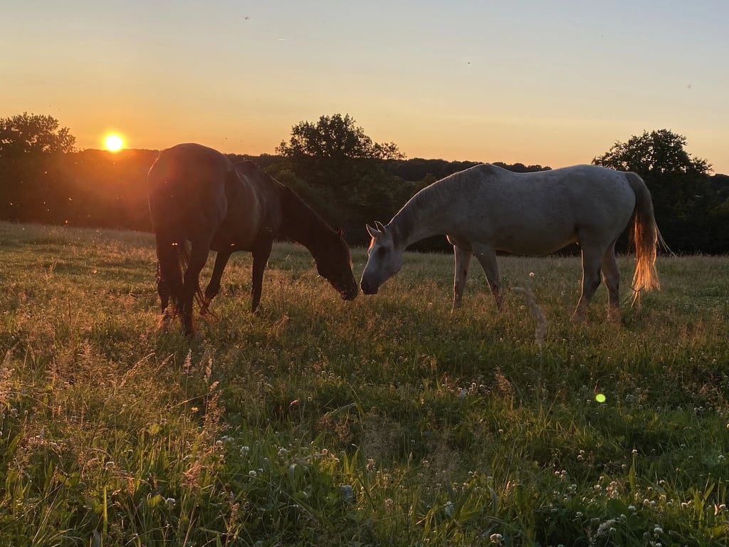 2 chevaux, broutent au coucher du soleil