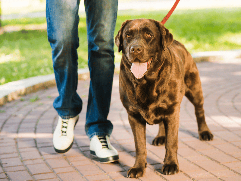 Dog walking at Fido's pet sitters Lynnwood Washington