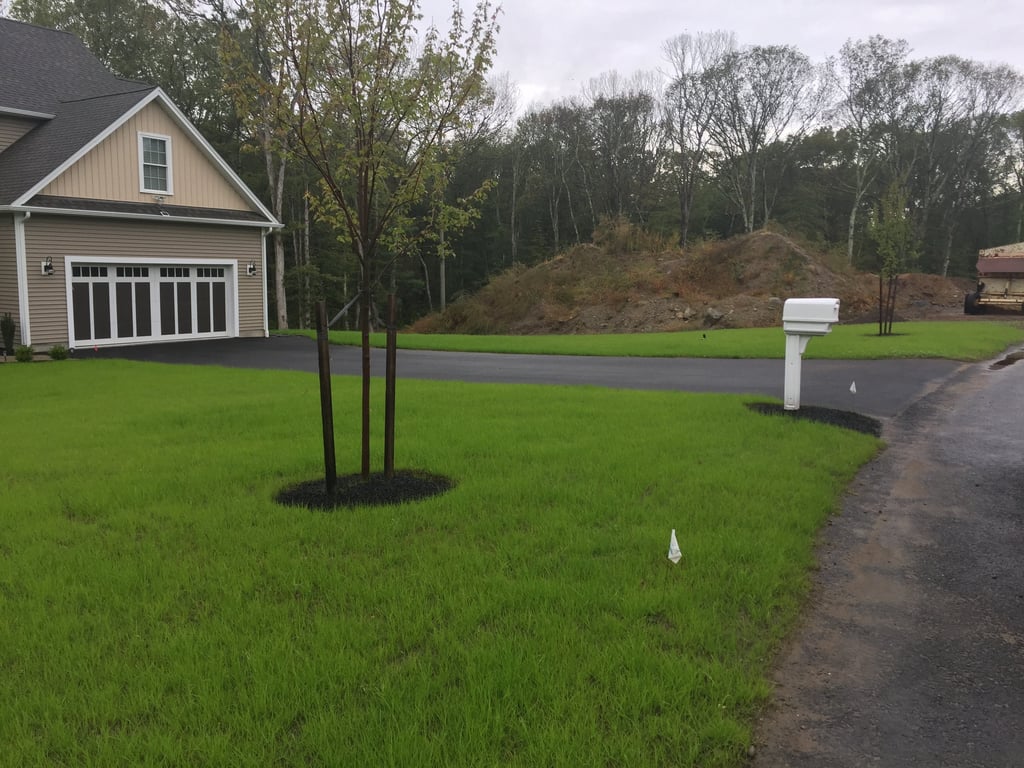 New Lawns with over seed