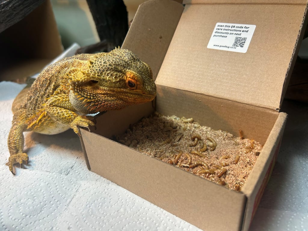 mealworm care
