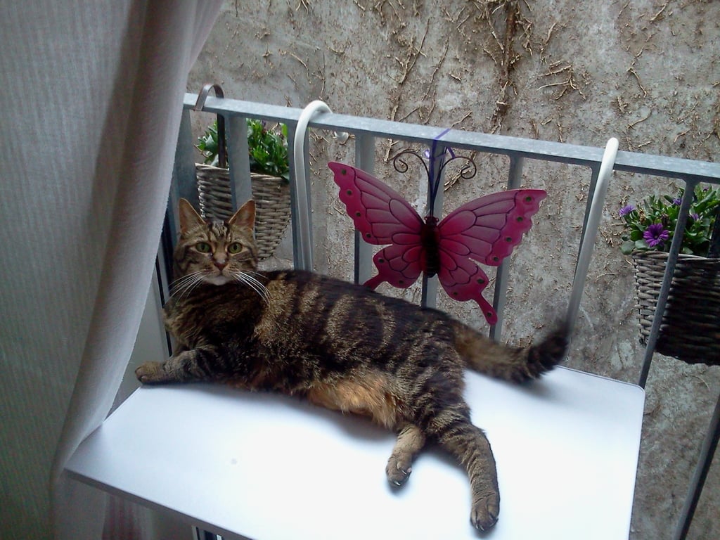 Dierenhealing