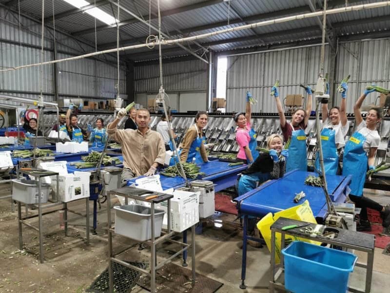 Trabajar en una packhouse en Australia