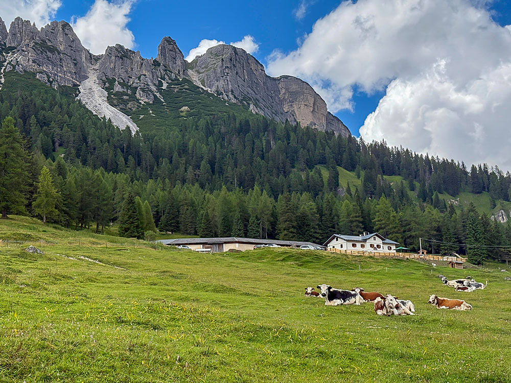 Mucche al pascolo davanti alla nostra baita alpina