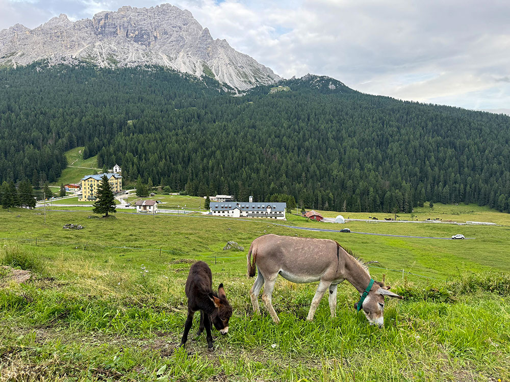Asini al pascolo sull'alpe.