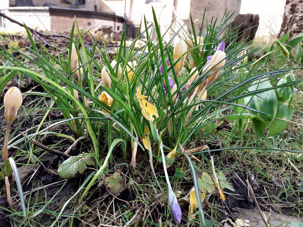 Bulbs