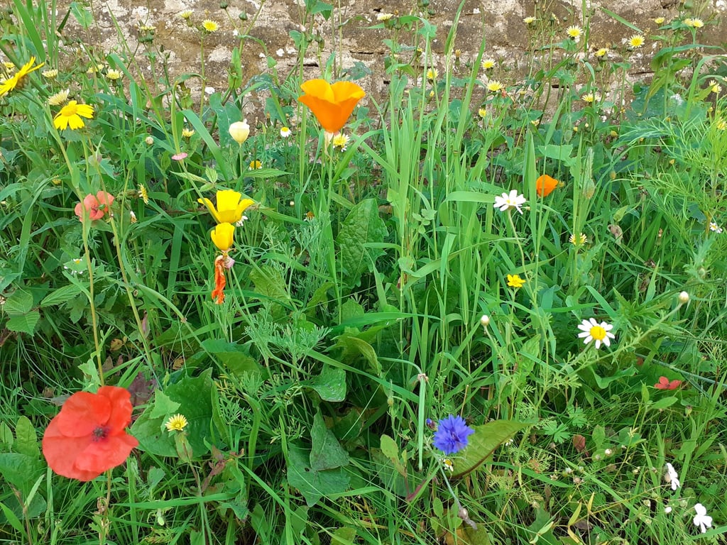 Cornflower