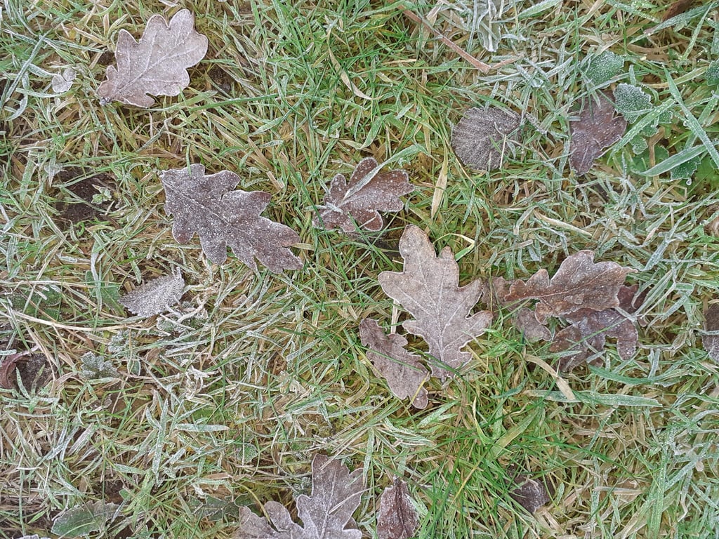 Frosty leaves